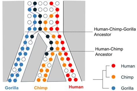 The Atavism Chimps Are Our Closest Relatives But Not For All Of Our