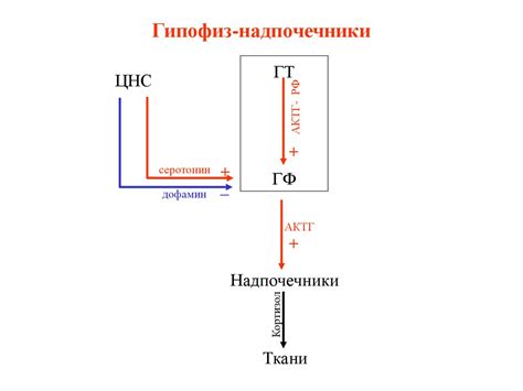 Физиология эндокринных желез. Общая физиология эндокринных желез ...