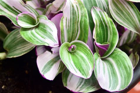 Tradescantia Nanouk How To Care For And Propagate It Plants In