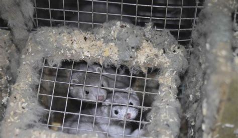 Dutch Parliament Votes To Close Mink Fur Farms Following Covid 19 Outbreaks