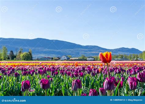 Chilliwack Canada April 20 2019 Big Tulip Flower Field At The