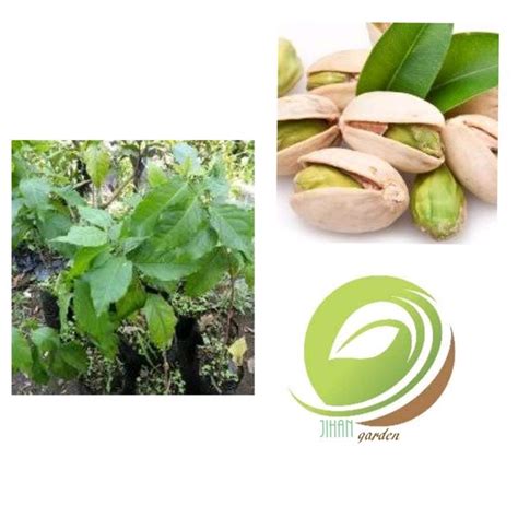 Jual Bibit Tanaman Pohon Kacang Arab Amazon Garbanzo Di Lapak Jihan