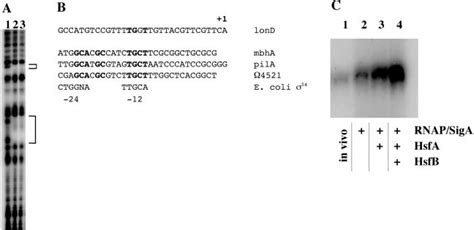 Footprinting And In Vitro Transcription Analysis With Purified