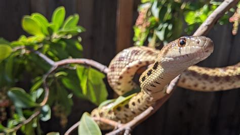 Gopher Snake | Midpeninsula Regional Open Space District