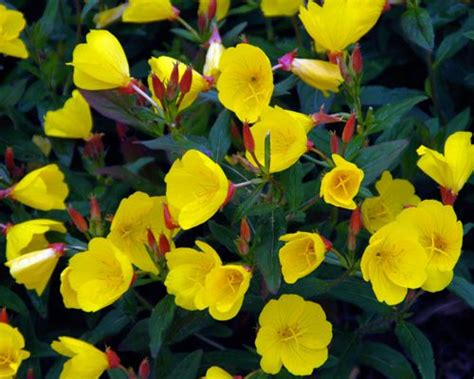 Sundrop Flowers Gardening Is Cheaper Than Therapy Pinterest