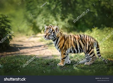 9,689 Baby tiger cub Images, Stock Photos & Vectors | Shutterstock