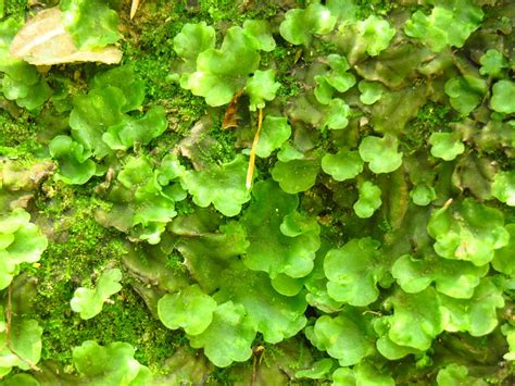 Liverworts - treatment and control | Love The Garden