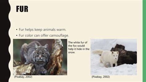 Fur Feathers And Scales Ppt