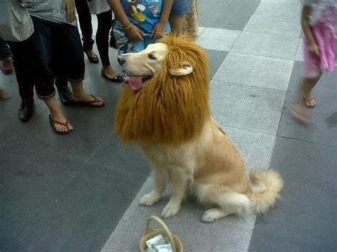 Lion Dog Pet Costumes Dogs Golden Retriever Dog Lion Mane