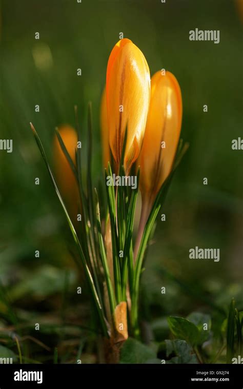 Dutch Yellow Crocus Crocus Flavus Stock Photo Alamy