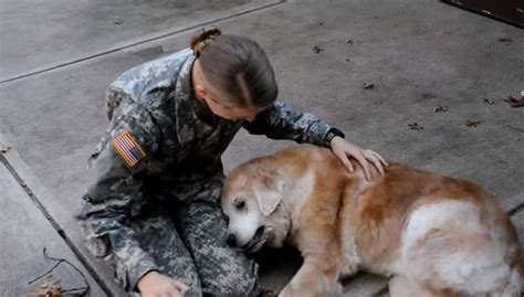 La Reacci N De La Mascota De Un Soldado Cuando Ste Regresa A Casa