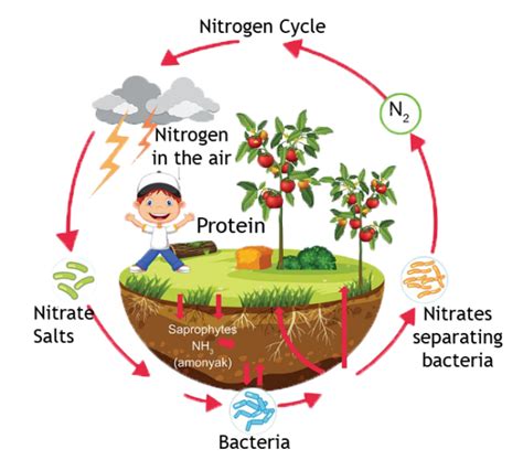 The Nitrogen Cycle Explained Fountains 2 Go