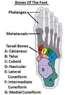 Foot Bones: Anatomy & Injuries - Foot Pain Explored