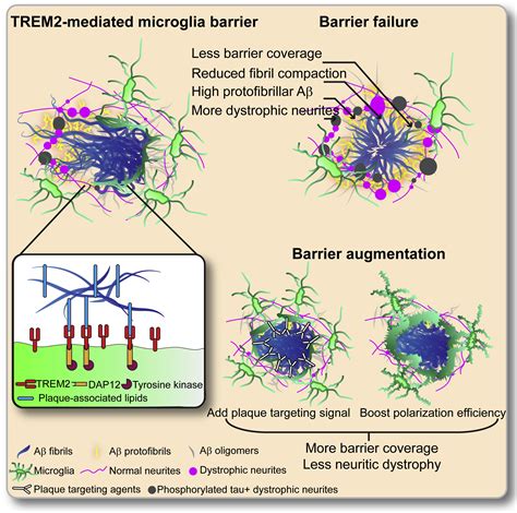 Microglia Mediated Neuroprotection Trem And Alzheimers Disease