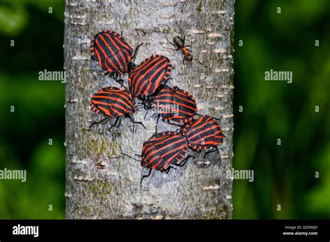 Red Black Striped Shield Bug Fotos Und Bildmaterial In Hoher