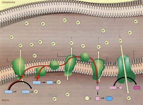 Atmungskette Diagram Quizlet