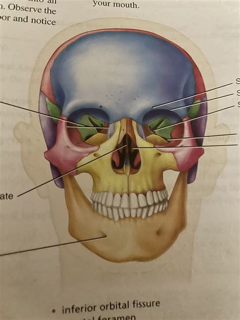 Lab Practical Skull Diagram Diagram Quizlet