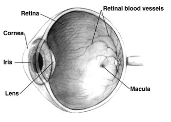 retina simple english wikipedia   encyclopedia
