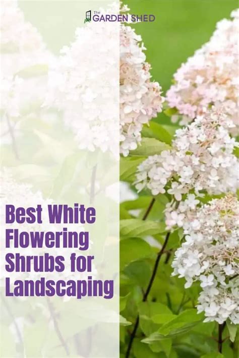 Best White Flowering Shrubs For Landscaping The Garden Shed