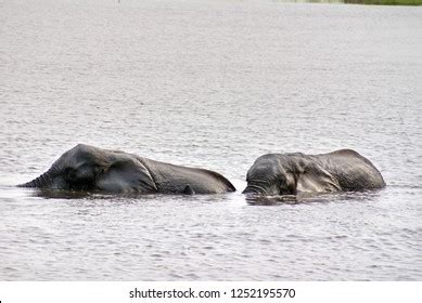 Elephants Having Sex Chobe River Chobe Stock Photo 1252195570 Shutterstock