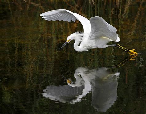 Snowy Egret In Flight Fishing Egretta Thula Everglades Flickr