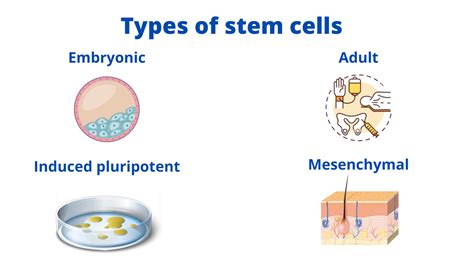 7 Benefits of Stem Cell Therapy