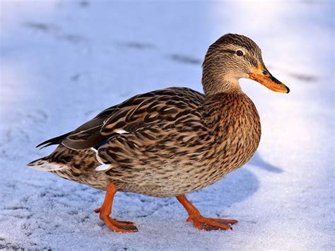 Qué comen los patos Los patos y su alimentación Patos domesticos