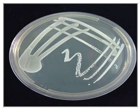 White Colonies Of Staphylococcus Lugdunensis Isolate Grow On Nutrient