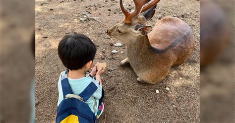 インバウンドの影響？お腹いっぱいの奈良の鹿に餌をシカトされるぼうや→玄人さんからの「シカ攻略情報」が手厚い Togetter