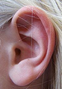 Ear Facts for Kids