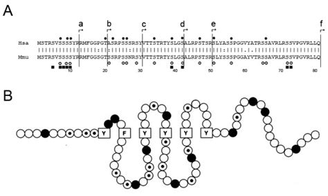 A Amino Acid Sequence Alignment Of The Non Helical Head Domain H Of