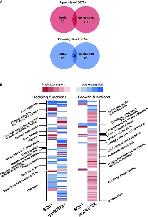 The Transcriptional Profiles Of Rrn And Rpob Mutants Show Common