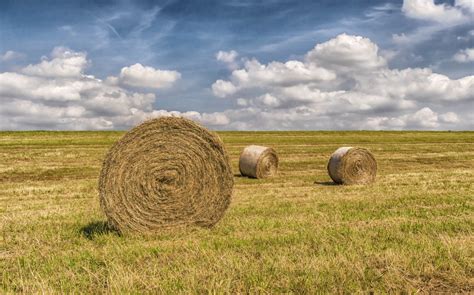 Free Images : plant, hay, field, farm, prairie, dry, food, harvest