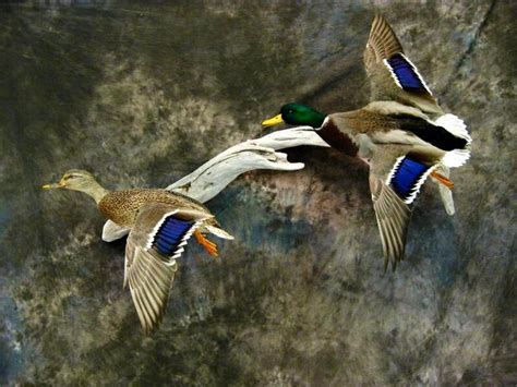 Drake And Hen Mallard Waterfowl Taxidermy Duck Photography Duck Mount