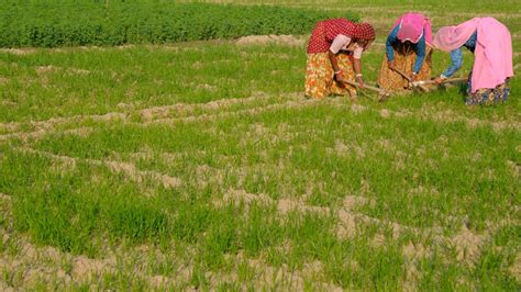 Wheat Sowing Up 3 So Far This Rabi Season At 286 5 Lakh Hectare