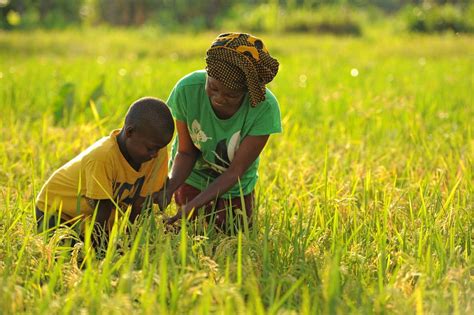 Revue Du Novembre Booster L Agriculture Familiale Palmafrique