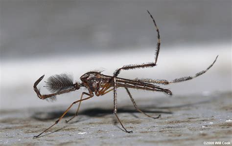 Gallinipper Psorophora Ciliata