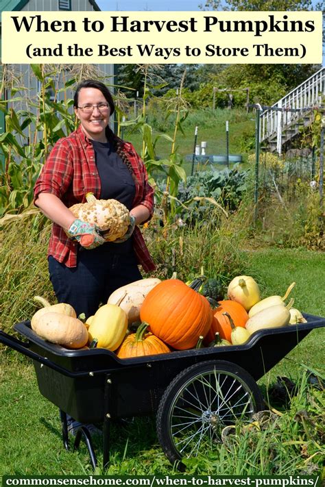 When to Harvest Pumpkins (and the Best Ways to Store Them)