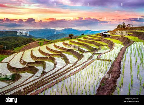 Terrace Rice Field Of Ban Pa Bong Piang In Chiangmai Thailand Stock