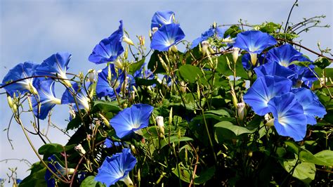 Вьюнки Фото Цветов – Telegraph