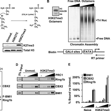 Binding Of Prc1 To H3k27me3 Chromatin In Vitro A Schematic Of The Mla