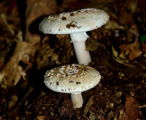 Die Pilz Invasion Gefahrliche Hefepilze Greifen U 8