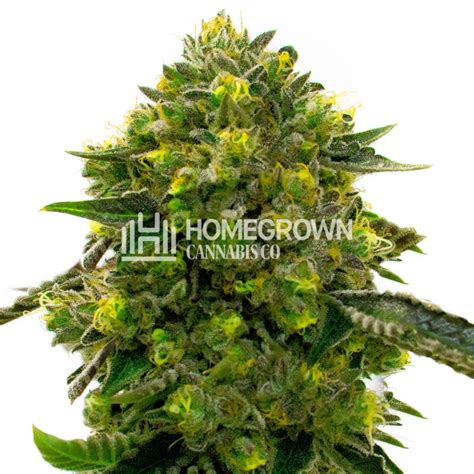 Best High Yield Cannabis Seeds - Reefertilizer