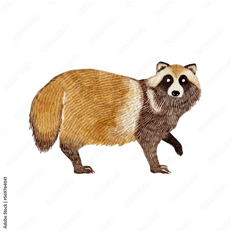 たぬき 街中で見かける野生動物 水彩 イラスト Stock イラスト | Adobe Stock