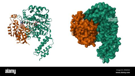 Structure of TcdA glucosyltransferase domain (green) in complex with ...