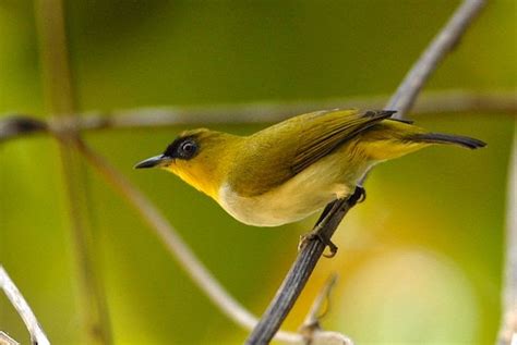 Burung Pleci Kacamata Hitam Kicauan Asli Indonesia ~ JOLEMBOONG