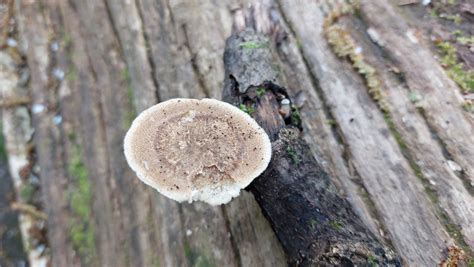 Weitlöcheriger Stielporling Lentinus arcularius 1 Flickr