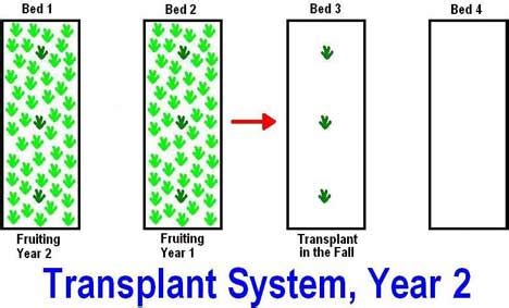 Transplanting Strawberries: The Complete Guide (Updated 2018)