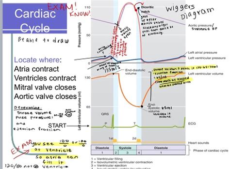 Cardiovascular Physiology Wigger S Diagram The Vascular Systems