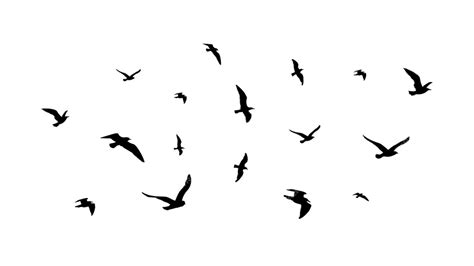 Premium Vector Flying Flock Of Birds Flight Bird Silhouettes Isolated Black Doves Or